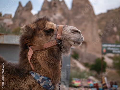 Camels near Goreme national park, Cappadocia, Turkey