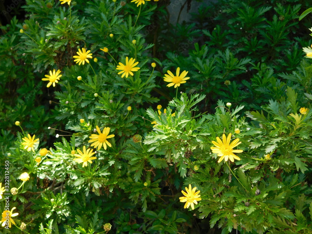Obraz premium field of yellow flowers in the forest