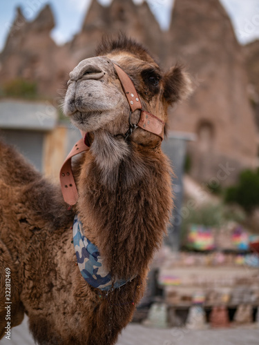 Camels near Goreme national park, Cappadocia, Turkey photo