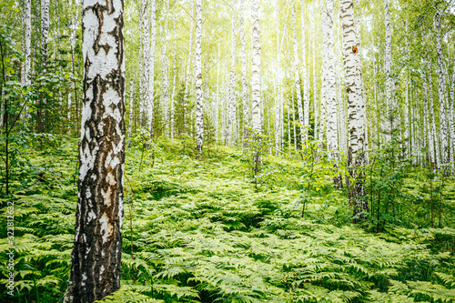 Green ferns in birch tree forest. Natural outdoor background  selective focus