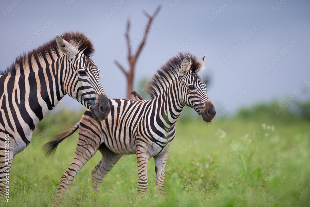 Zebra in the wilderness, zebra foal Zebra in the wilderness, zebra foal