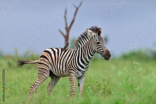 Zebra in the wilderness  zebra foal