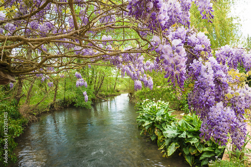 Beautiful blooming purple wisteria above the river landscape