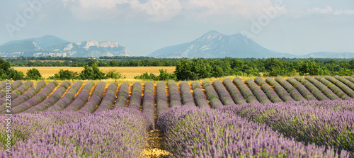 Lavender field in Saint Jurs, Provence, France photo