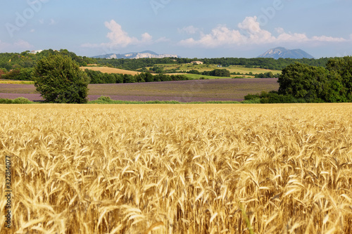View of wheat field with lavender field at background   Provence  France