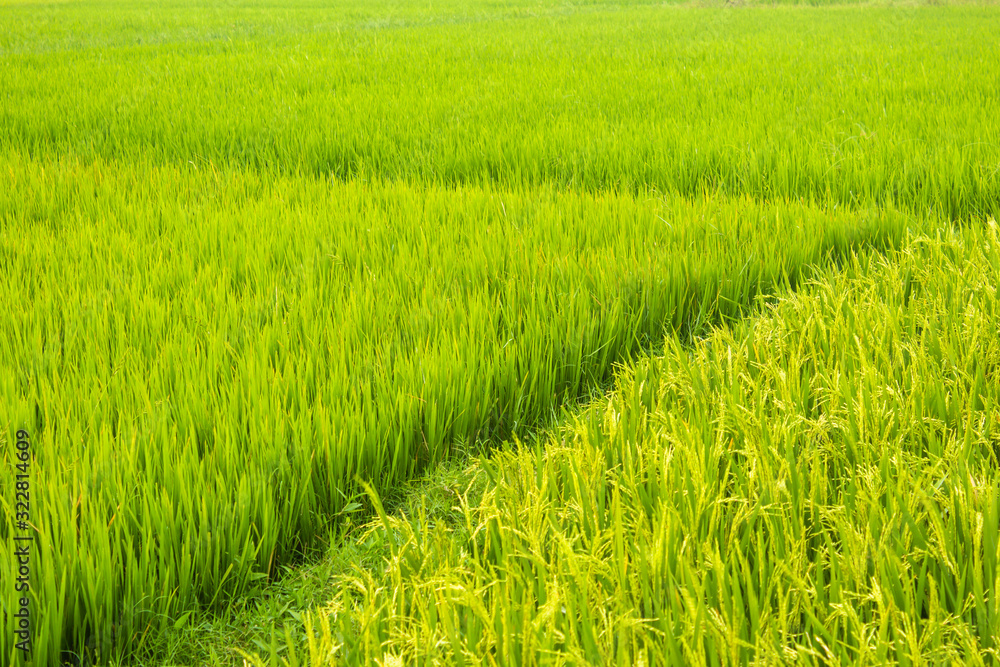 Landscape view of the rice fields, Tamil Nadu, India. View of Paddy fields. Landscape view of the rice fields, Tamil Nadu, India. View of Paddy fields.