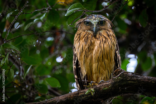 Buffy fish owl in rain photo