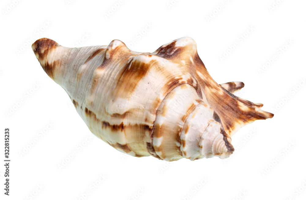 dried conch of muricidae snail cutout on white dried conch of muricidae snail cutout on white