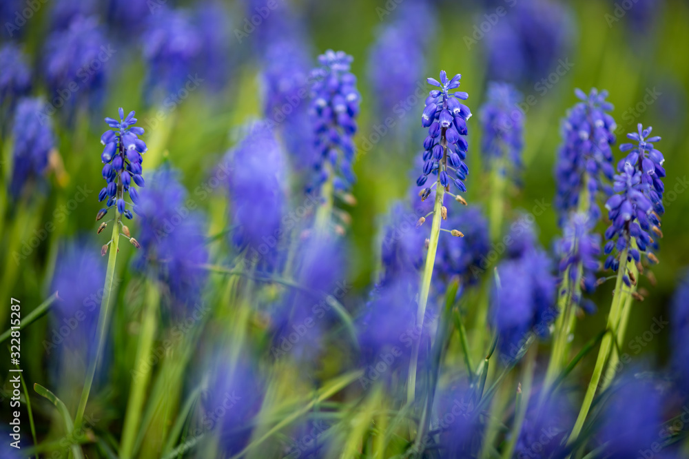 Blue Muscari flowers, one of the first to bloom in the early spring Blue Muscari flowers, one of the first to bloom in the early spring