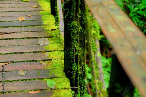 Moss plants on wooden bridge in tropical forest, forest trail on mountain