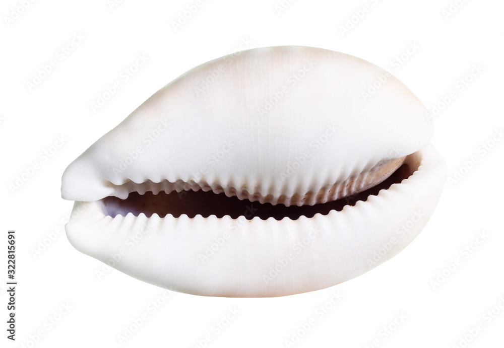 dried empty shell of cowrie cutout on white