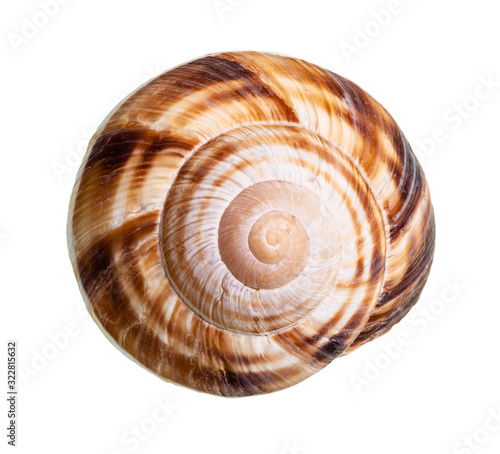 dried shell of burgundy snail cutout on white