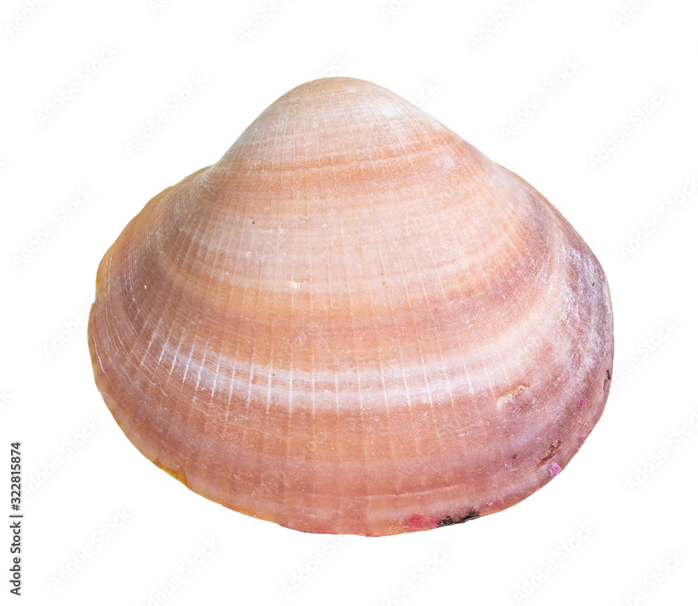 dried pink shell of clam cutout on white