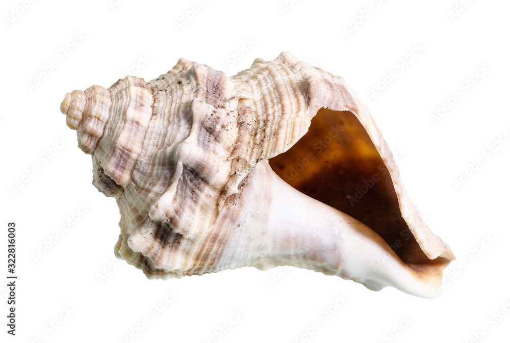 dried empty shell of whelk mollusk cutout on white dried empty shell of whelk mollusk cutout on white