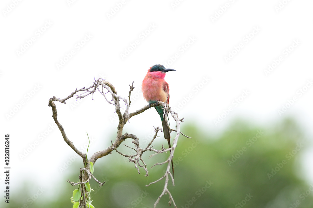 Bee eater in the wilderness of Africa Bee eater in the wilderness of Africa