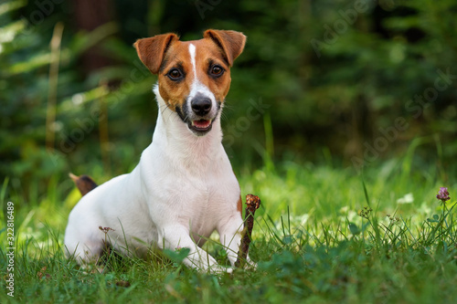 Jack Russell terrier dog sitting in fresh green grass  holding small twig in her paws  mouth half open  blurred trees background