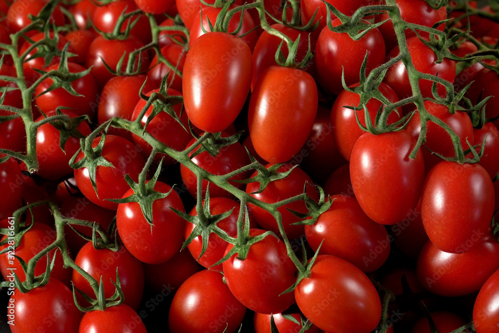 Heap of fresh shiny red cherry tomatoes with green vines Heap of fresh shiny red cherry tomatoes with green vines