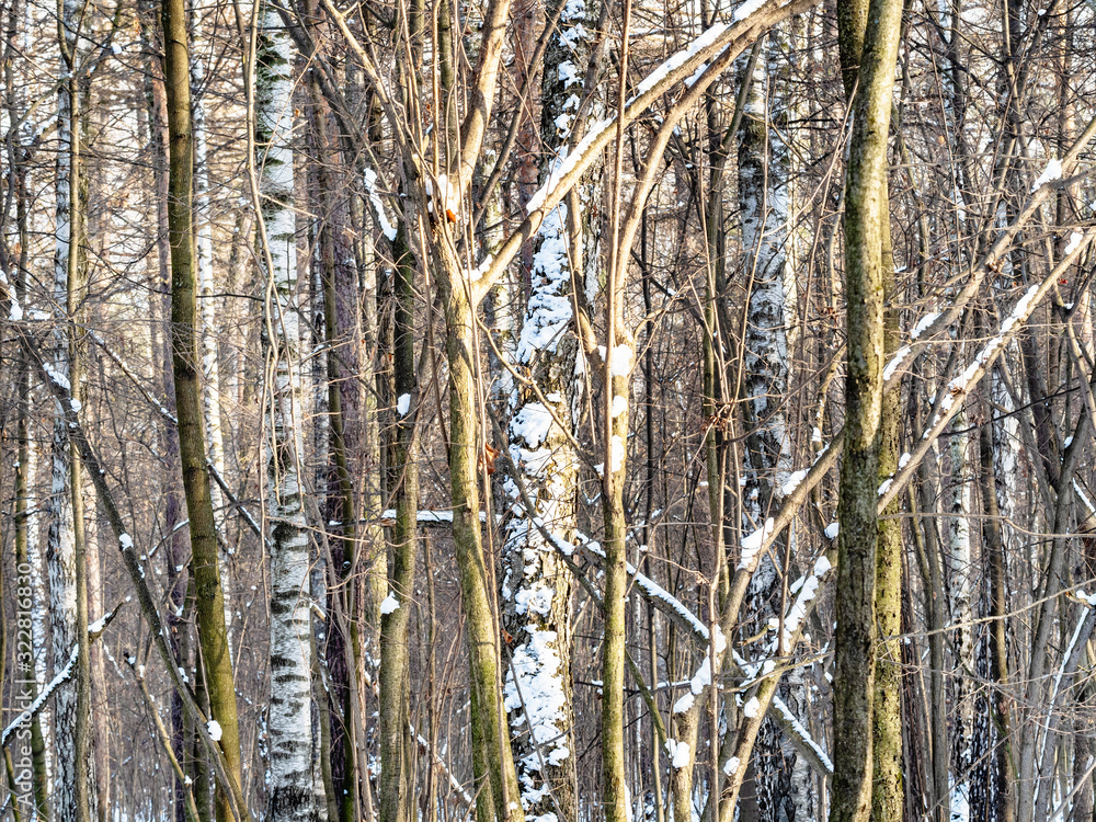 bare tree trunks in dense forest in winter bare tree trunks in dense forest in winter