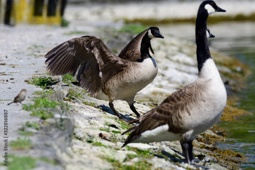 Fototapeta premium Kanadagänse (Branta canadensis) 