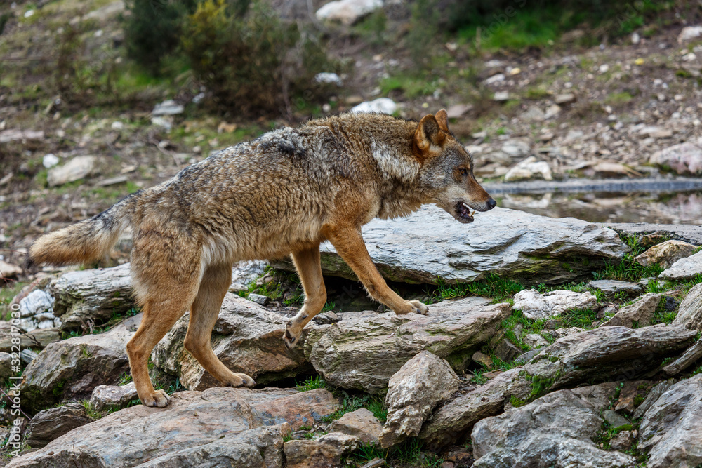 Wolfoo -  España