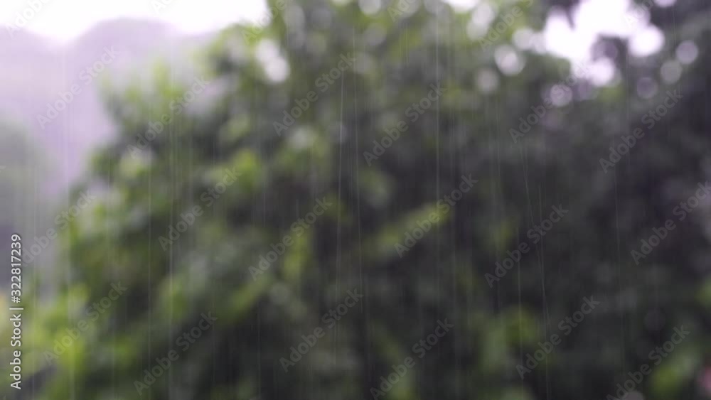 Tropical rain drops falling on the green tree leaves in garden, Tanzania, east Africa. The concept of nature and the environment. Blurred focus Tropical rain drops falling on the green tree leaves in garden, Tanzania, east Africa. The concept of nature and the environment. Blurred focus
