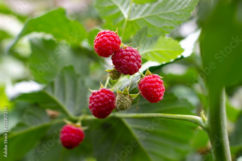 red ripe fresh and juicy raspberry branches