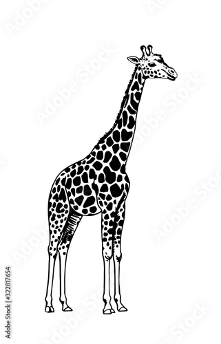 Graphical sketch of giraffe isolated on white background,vector illustration