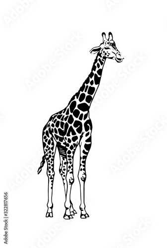 Graphical sketch of giraffe isolated on white background,vector illustration