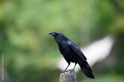 Carrion Crow (Corvus corone)