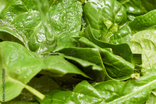 Fresh spinach  organic spinach washed with water  a source of nutrition and vitamins for a healthy diet