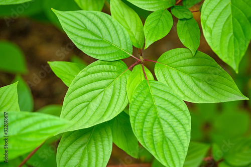 green juicy leaves are smooth and fresh on a summer day