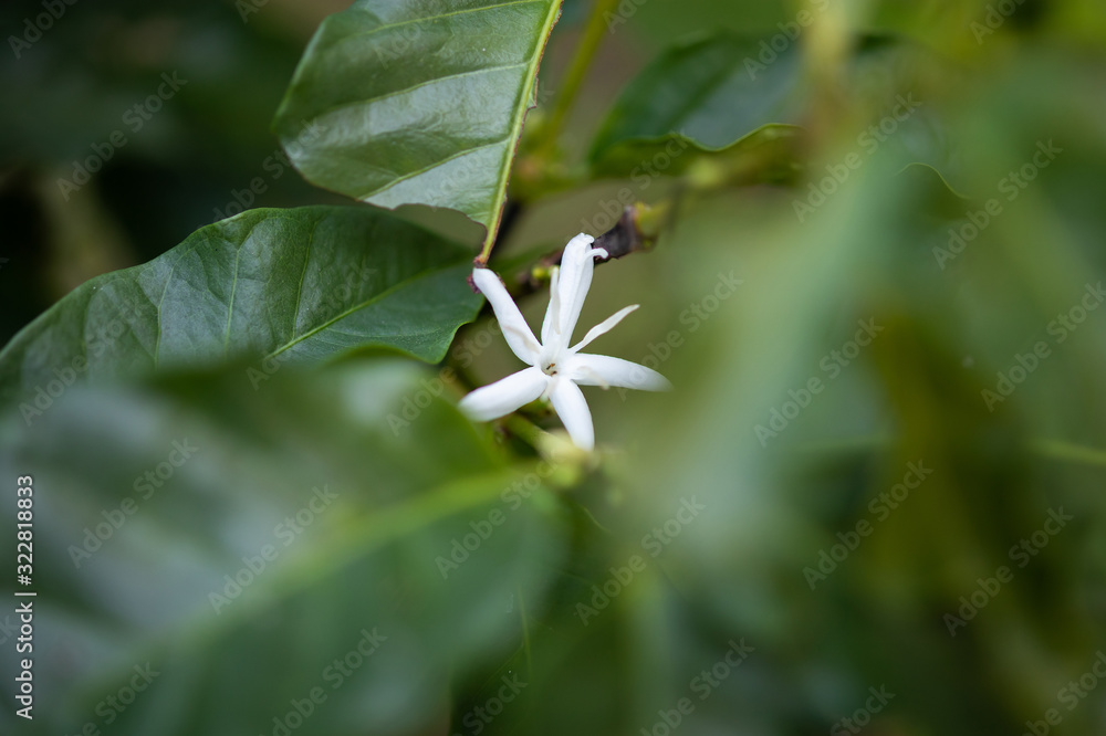 White flower in coffee tree close up White flower in coffee tree close up