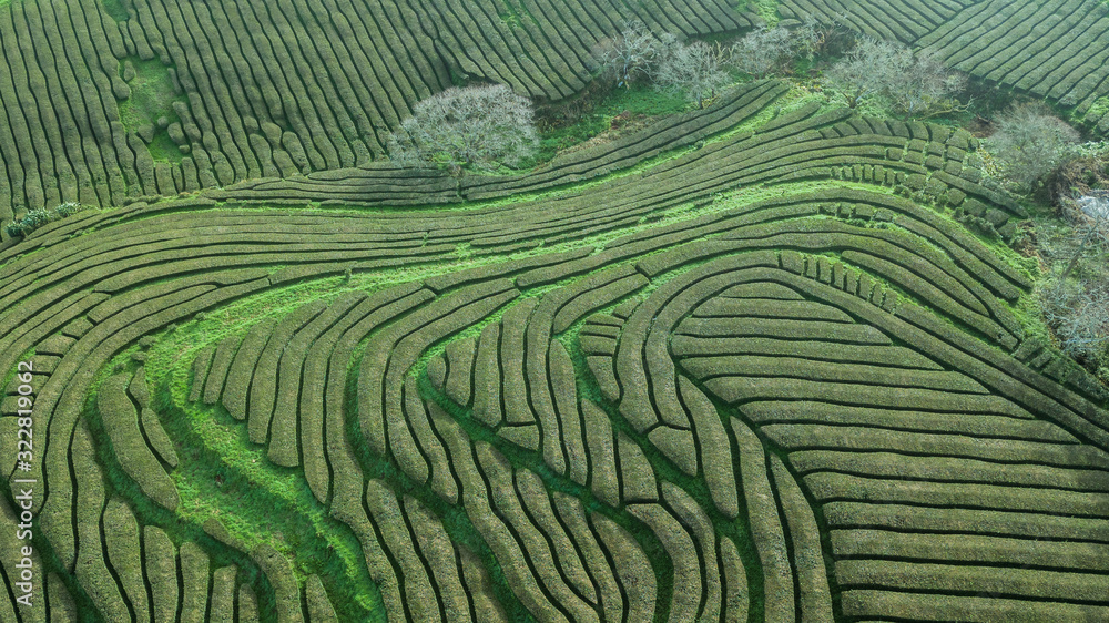 Drone aerial view of the oldest tea plantation in Europe at Gorreana farm field in Sao Miguel sland, Azores, Portugal