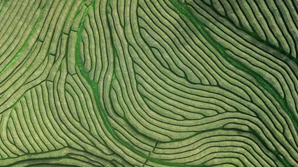 Leinwandbilder Olivgrün Drone aerial view of the oldest tea plantation in Europe at Gorreana farm field in Sao Miguel sland, Azores, Portugal  © cicerocastro