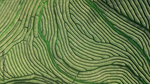 Fotografia Drone aerial view of the oldest tea plantation in Europe at Gorreana farm field