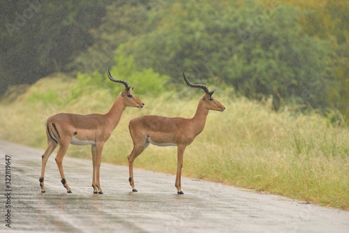 Impala anteleope in the wilderness of Africa