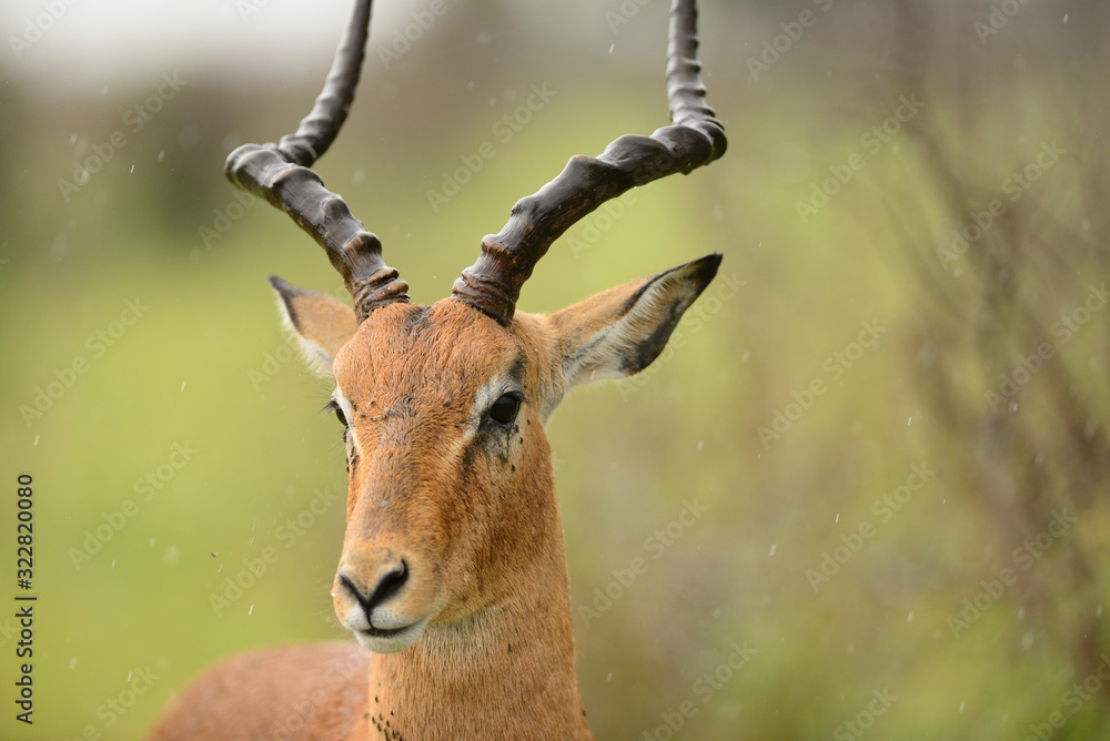 Impala anteleope in the wilderness of Africa