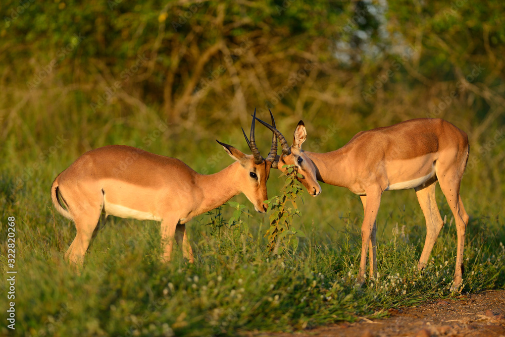 Impala anteleope in the wilderness of Africa