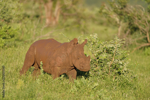 Baby rhino  rhino baby in the wilderness of Africa