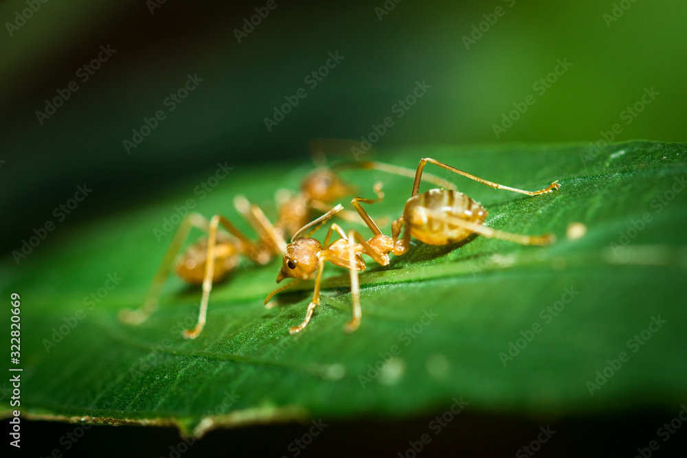 Red ants. Red ants.