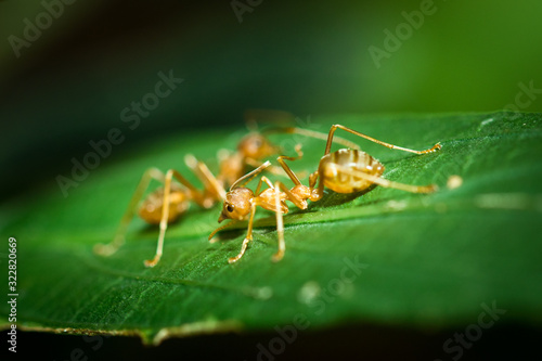Red ants. © ttshutter