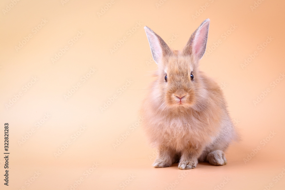 The brown furry little rabbit is on an orange background in the studio. Easter festival The brown furry little rabbit is on an orange background in the studio. Easter festival