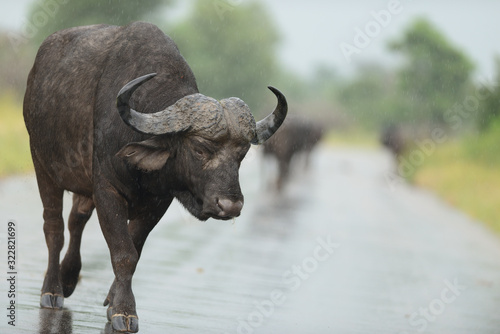 African buffalo  cape buffalo in the wilderness of Africa