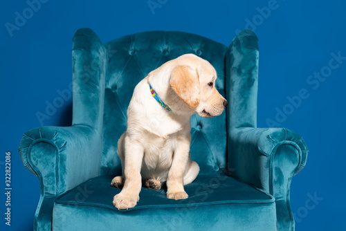 cute golden retriever puppy in velour armchair on blue background