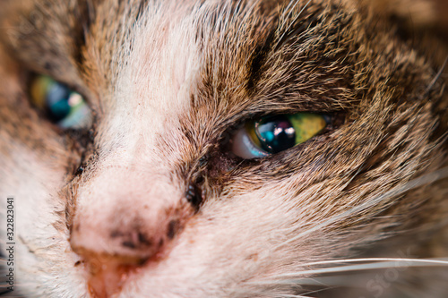 stray cat with conjunctivitis and rhinitis
