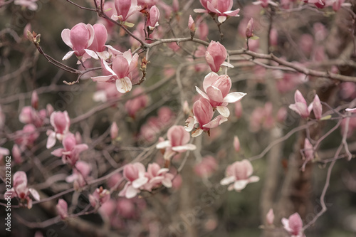 Branches with blossoming colors of pink magnolia.