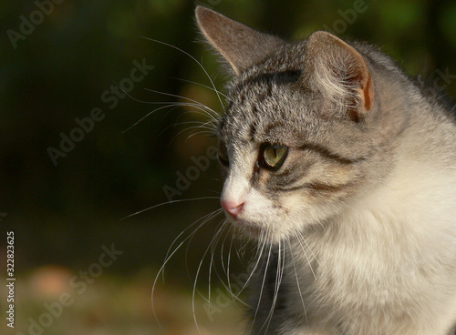 primo piano di gatto domestico di profilo