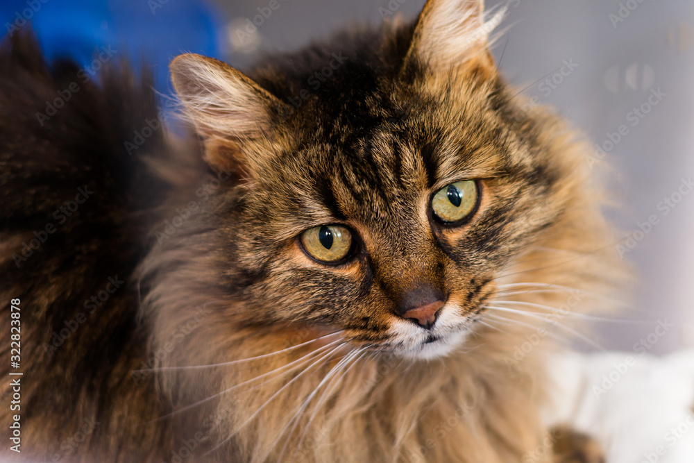 domestic longhair cat breed  at the veterinary clinic