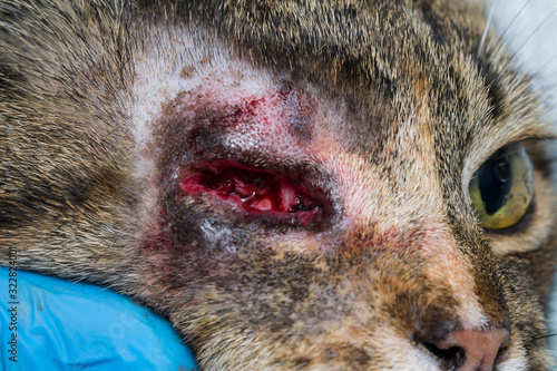 eye evisceration surgery in adult domestic cat