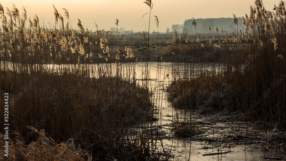 Krajobraz wiejski Podlasia, Podlaskie wierzby, Polska